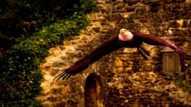 Eagles Band
